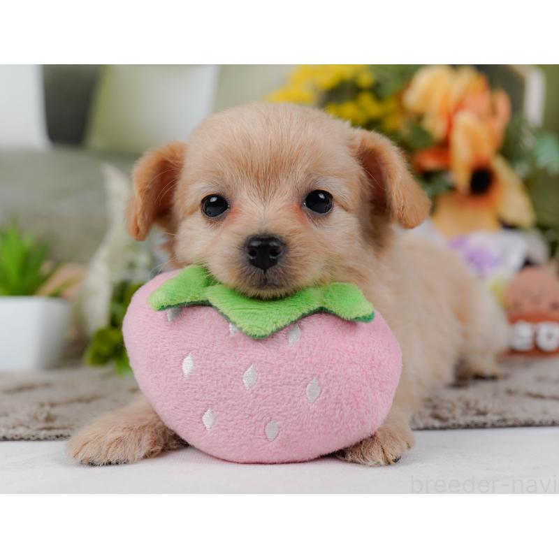 販売中の神奈川県のチワプー:チワワ×トイプードル-435012の7枚目