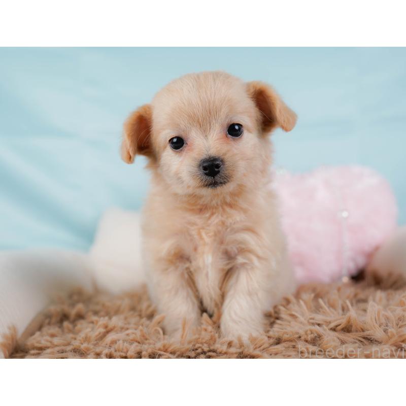 販売中の神奈川県のチワプー:チワワ×トイプードル-435012の6枚目