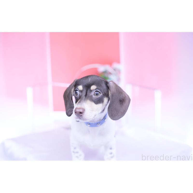 販売中の愛知県のミニチュアダックスフンド(スムースヘアード)-424450の12枚目