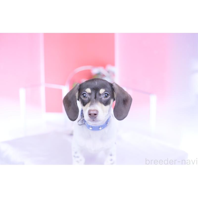 販売中の愛知県のミニチュアダックスフンド(スムースヘアード)-424450の9枚目