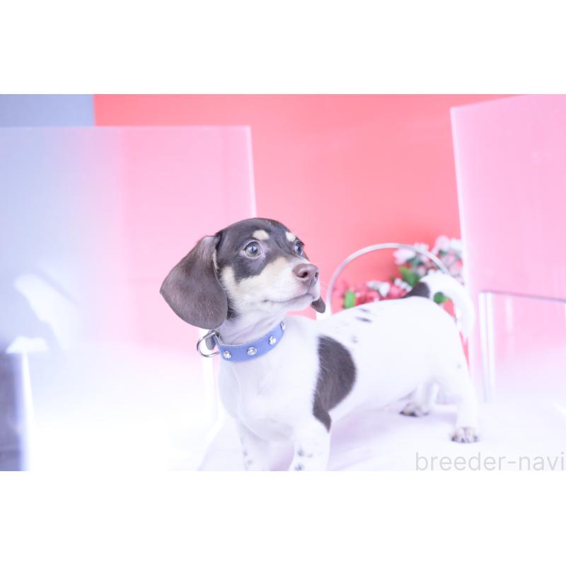 販売中の愛知県のミニチュアダックスフンド(スムースヘアード)-424450の6枚目