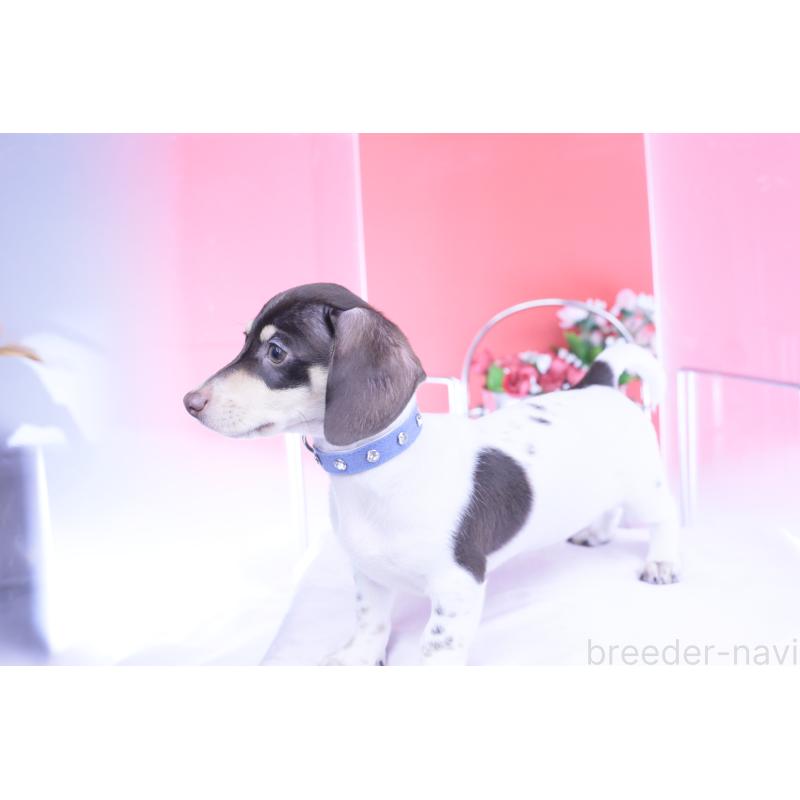 販売中の愛知県のミニチュアダックスフンド(スムースヘアード)-424450の5枚目