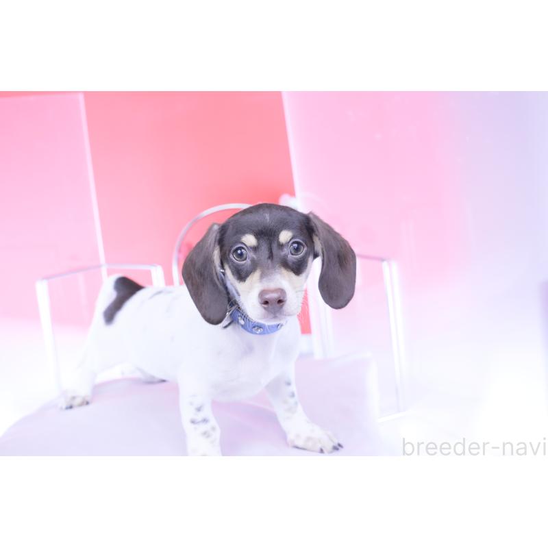 販売中の愛知県のミニチュアダックスフンド(スムースヘアード)-424450の2枚目