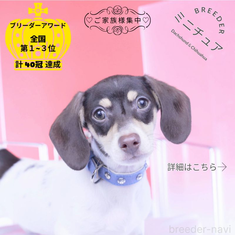 販売中ののミニチュアダックスフンド(スムースヘアード)-424450