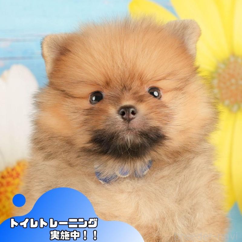 販売中の静岡県のポメラニアン-434790の1枚目