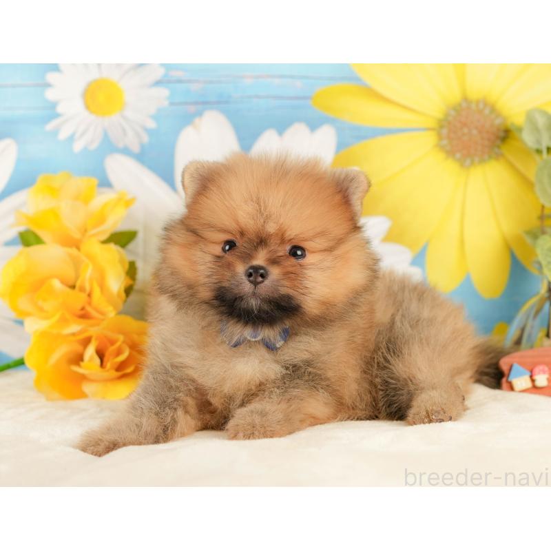 販売中の静岡県のポメラニアン-434790の10枚目