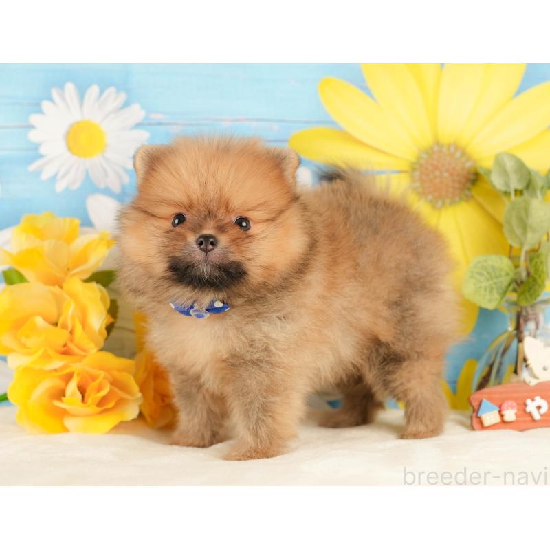 販売中の静岡県のポメラニアン-434790の9枚目