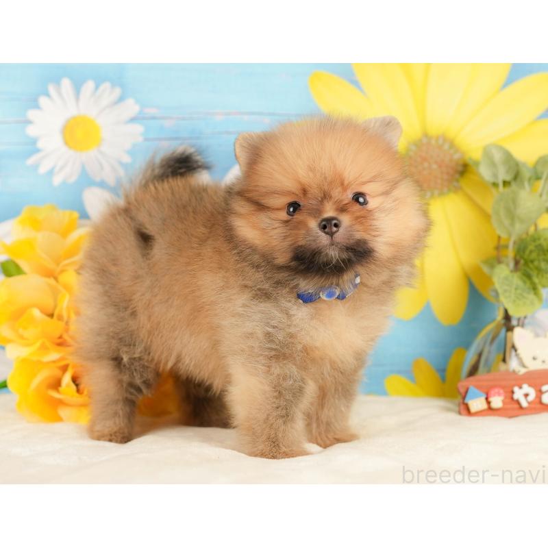 販売中の静岡県のポメラニアン-434790の8枚目