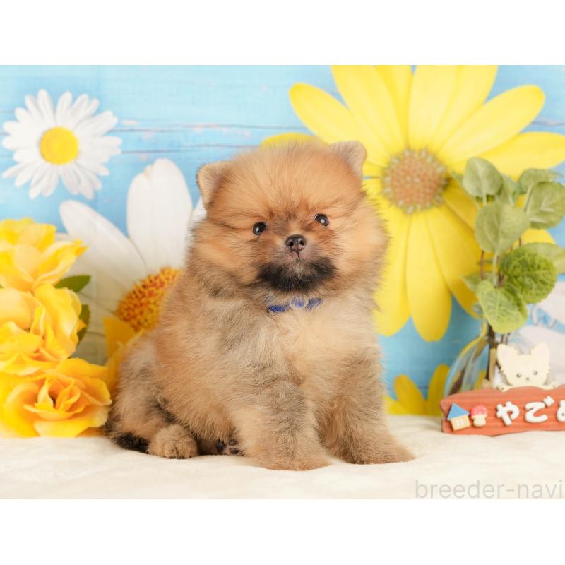 販売中の静岡県のポメラニアン-434790の7枚目