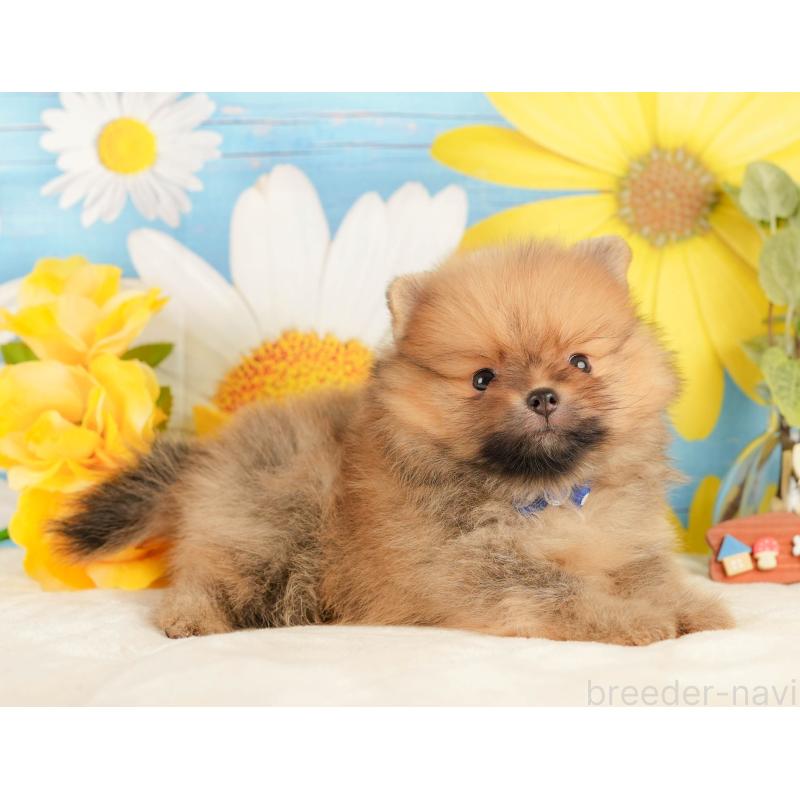 販売中の静岡県のポメラニアン-434790の6枚目