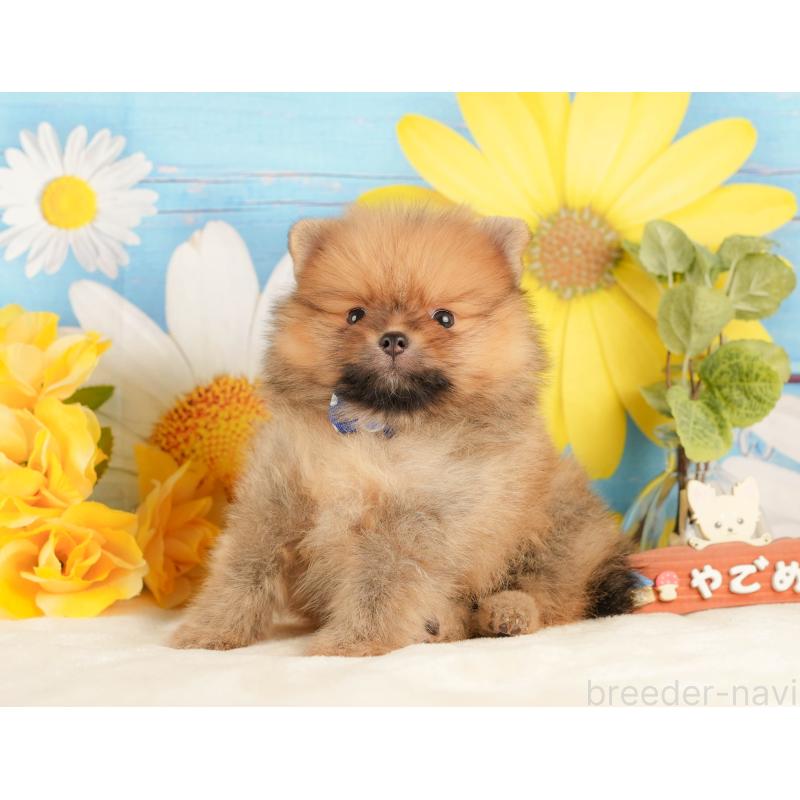 販売中の静岡県のポメラニアン-434790の5枚目