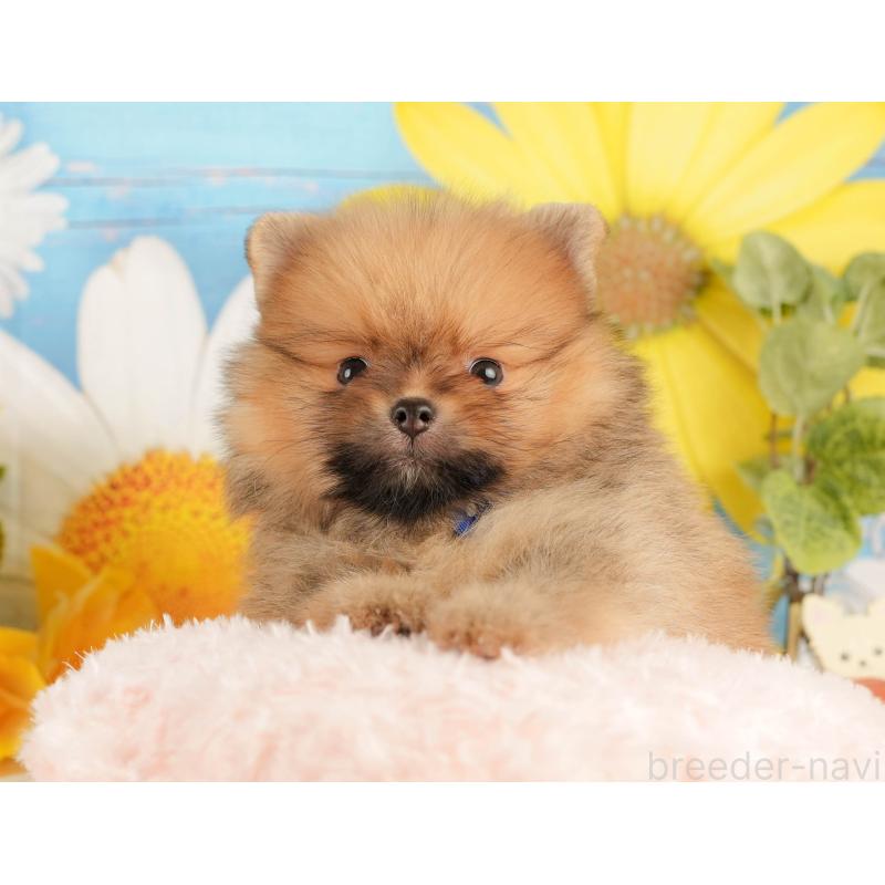 販売中の静岡県のポメラニアン-434790の4枚目