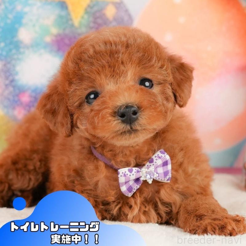 販売中の静岡県のトイプードル-434791の1枚目