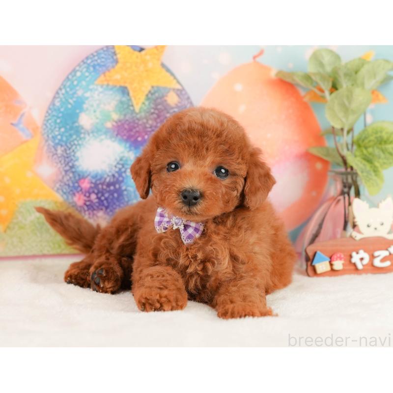 販売中の静岡県のトイプードル-434791の10枚目