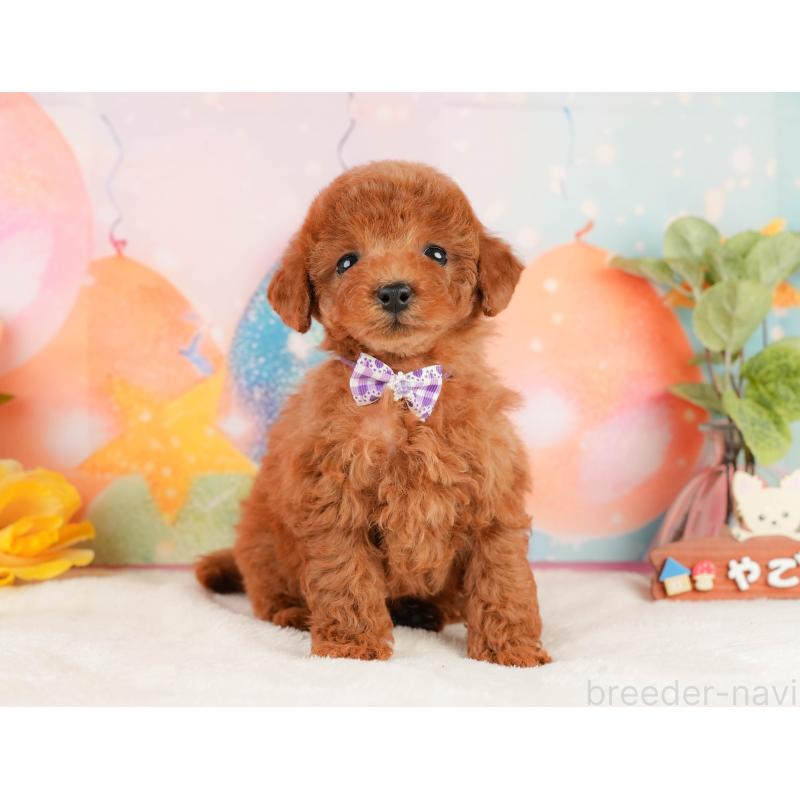 販売中の静岡県のトイプードル-434791の9枚目