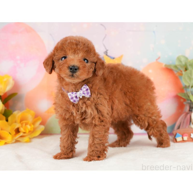 販売中の静岡県のトイプードル-434791の8枚目