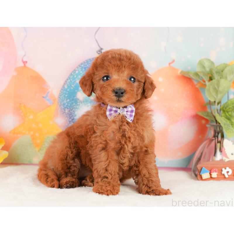 販売中の静岡県のトイプードル-434791の7枚目