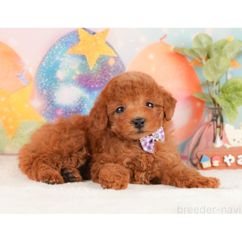 販売中の静岡県のトイプードル-434791の6枚目