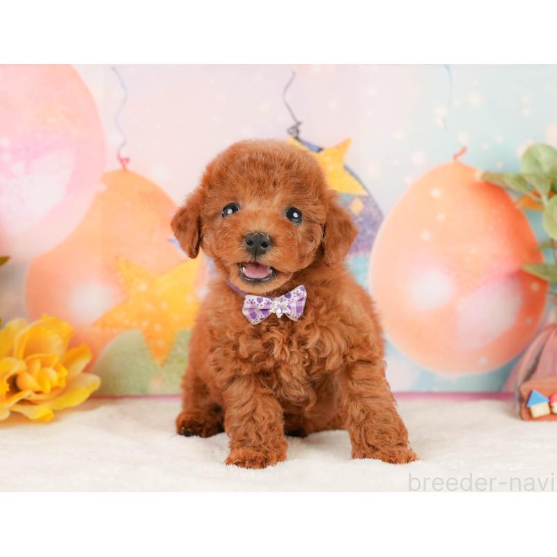 販売中の静岡県のトイプードル-434791の5枚目