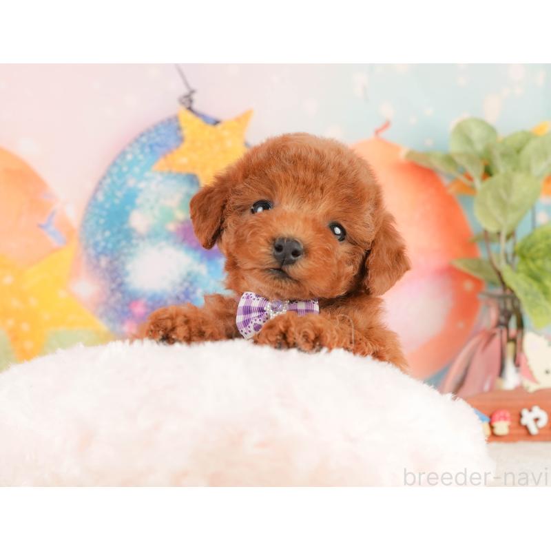 販売中の静岡県のトイプードル-434791の4枚目