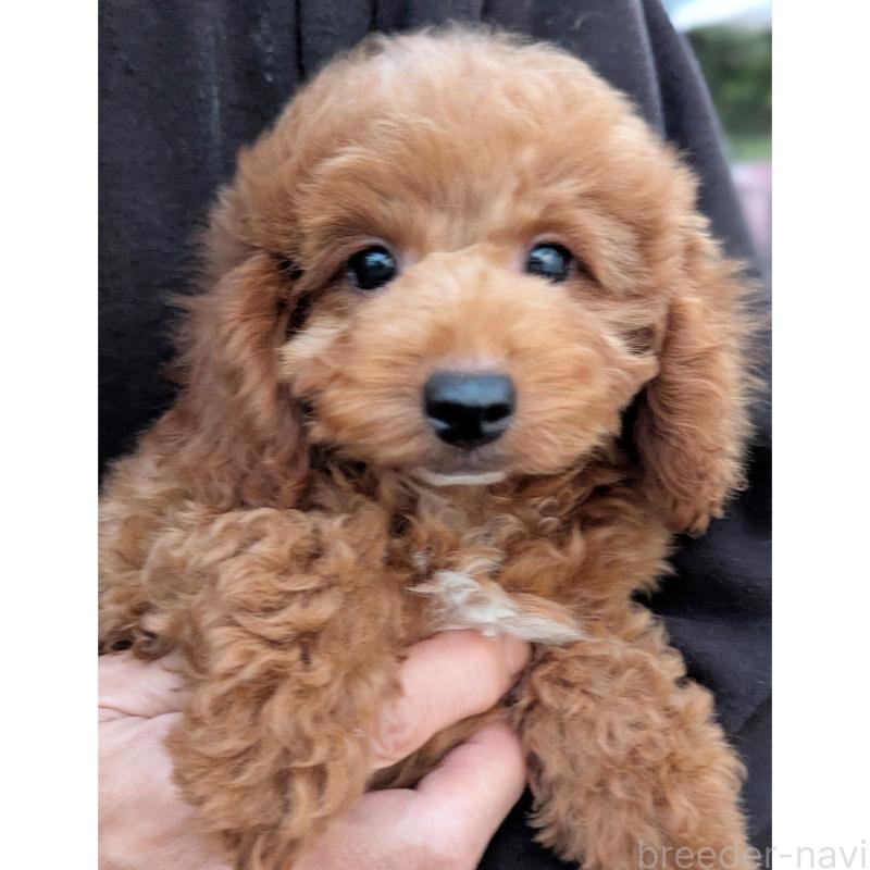 販売中の静岡県のトイプードル-426708の2枚目