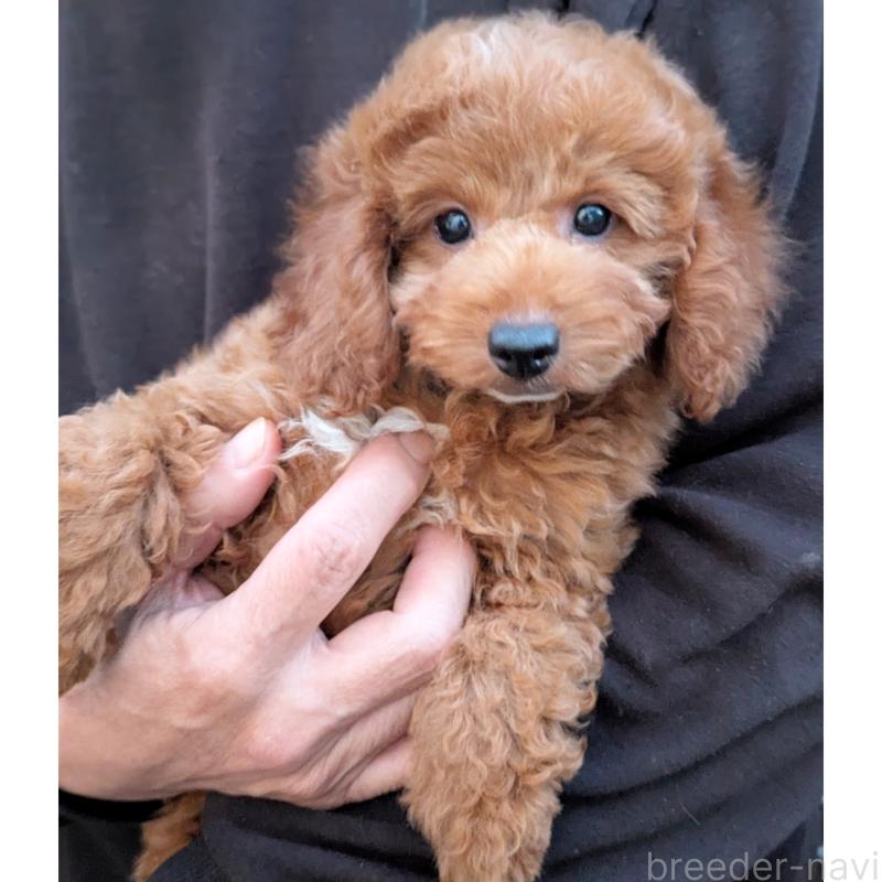 販売中の静岡県のトイプードル-426708