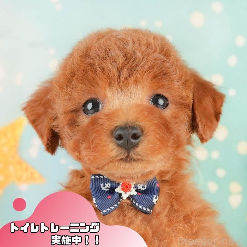 販売中の静岡県のトイプードル-434793