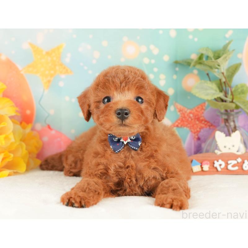 販売中の静岡県のトイプードル-434793の10枚目