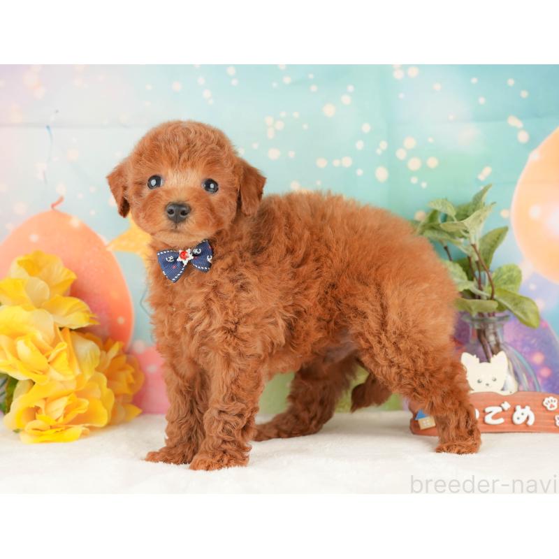 販売中の静岡県のトイプードル-434793の9枚目