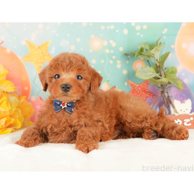 販売中の静岡県のトイプードル-434793の8枚目