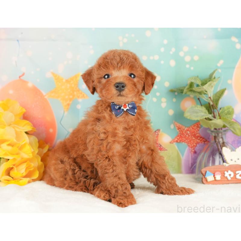 販売中の静岡県のトイプードル-434793の7枚目