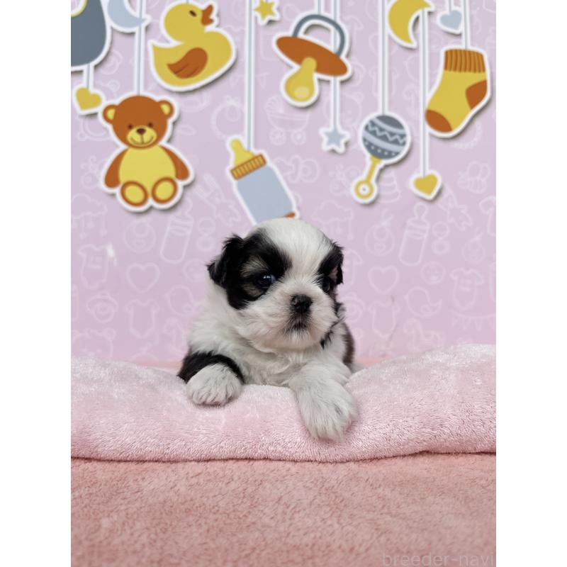 販売中の東京都のシーズー-434606の6枚目