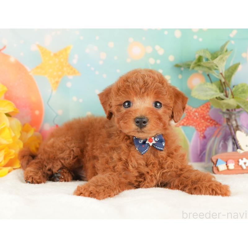 販売中の静岡県のトイプードル-434793の6枚目