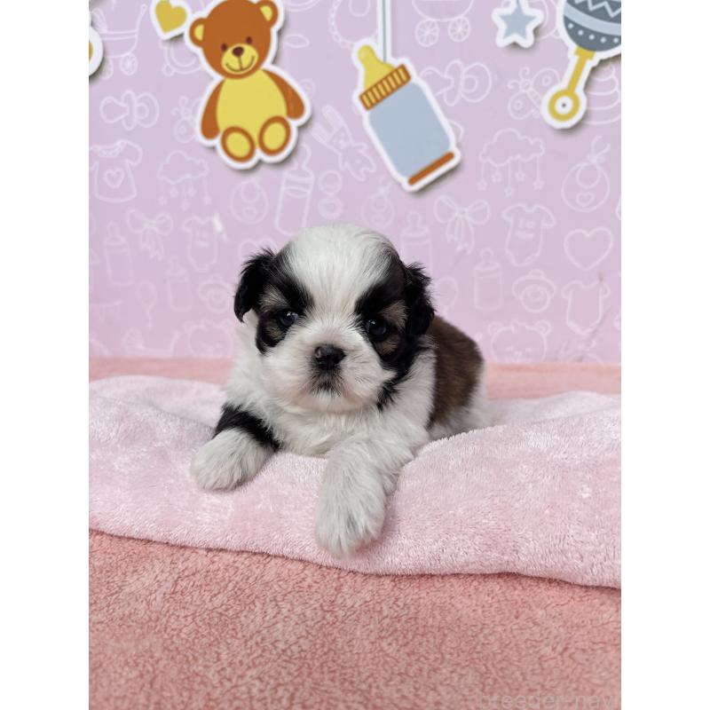 販売中の東京都のシーズー-434606の5枚目