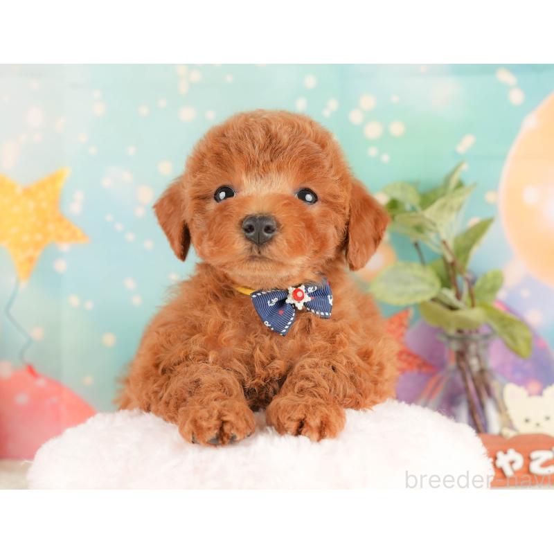 販売中の静岡県のトイプードル-434793の5枚目