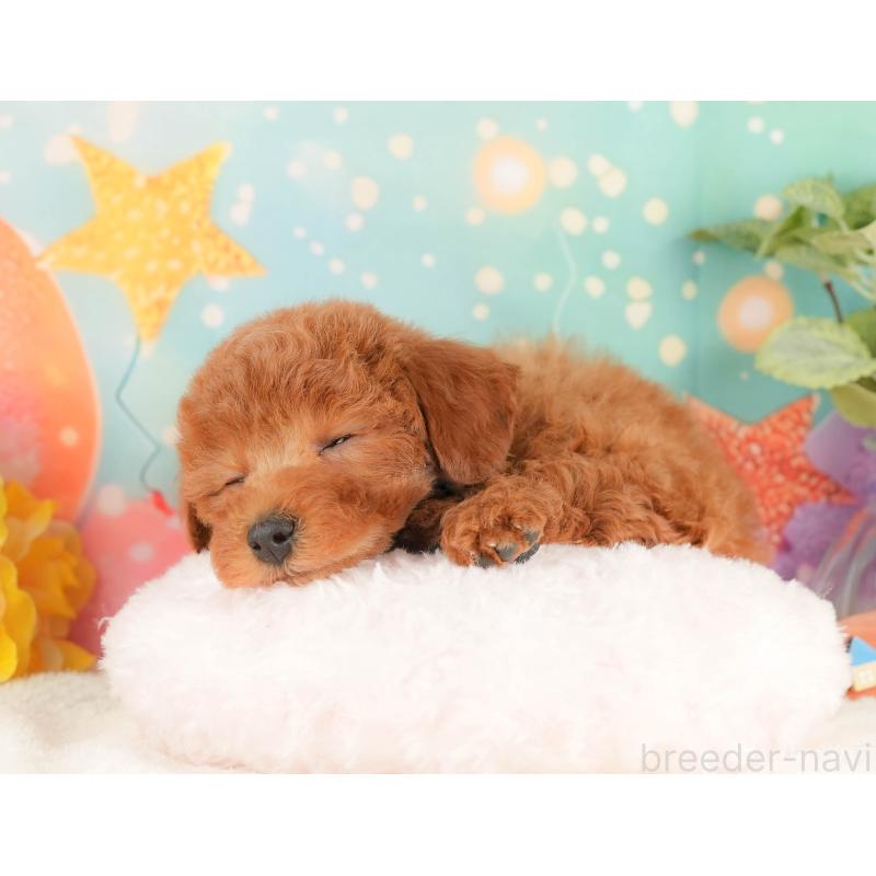 販売中の静岡県のトイプードル-434793の4枚目