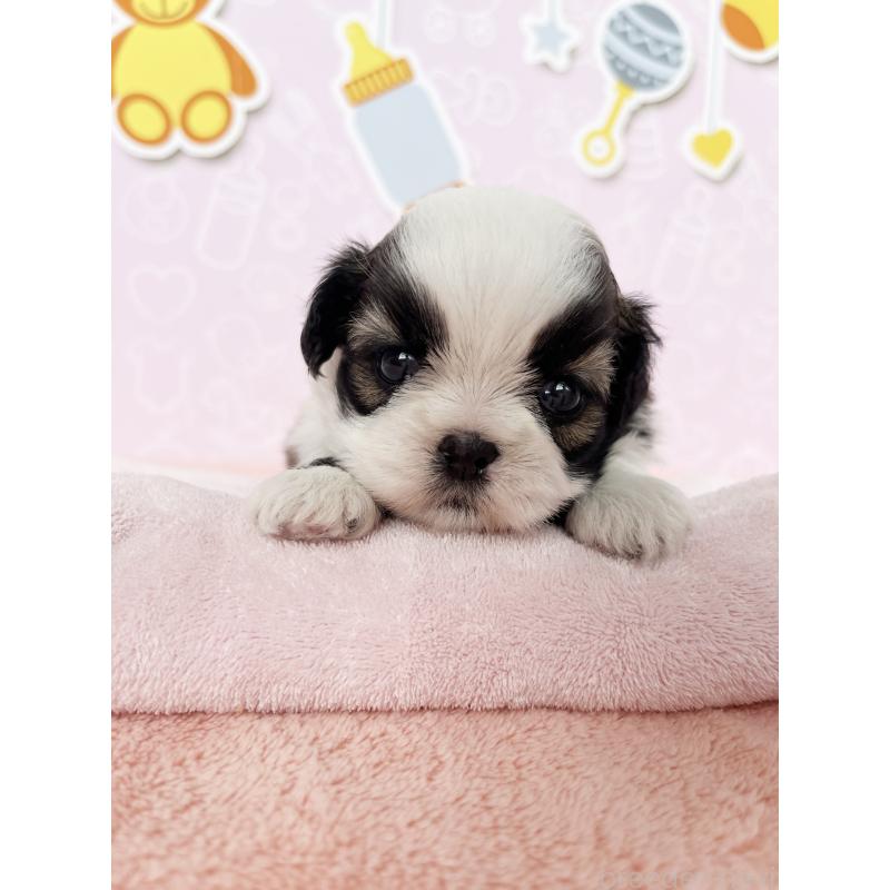 販売中の東京都のシーズー-434606の4枚目