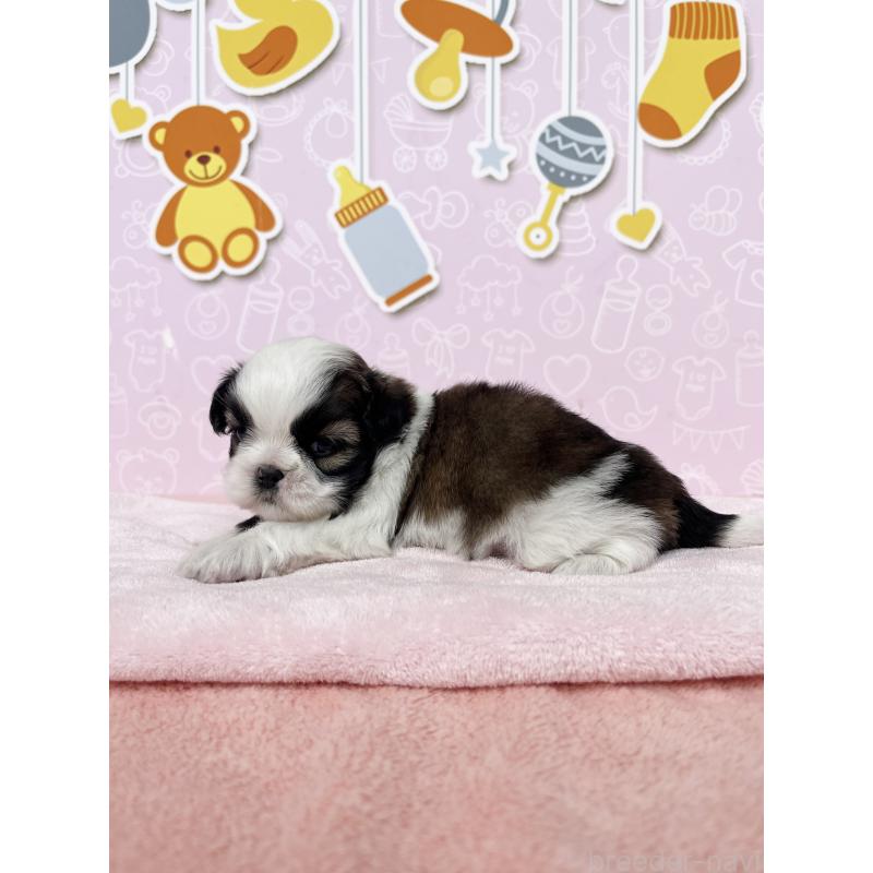 販売中の東京都のシーズー-434606の3枚目