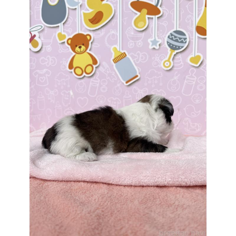 販売中の東京都のシーズー-434606の2枚目