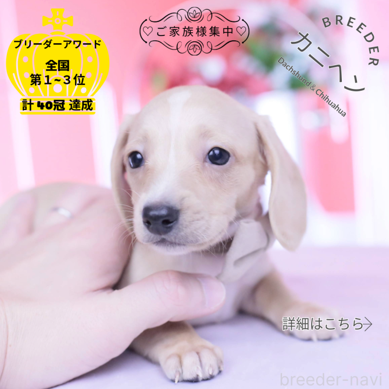 販売中ののミニチュアダックスフンド(スムースヘアード)-432036