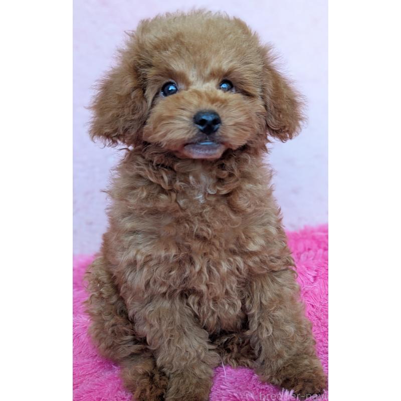 販売中の静岡県のトイプードル-426709の2枚目