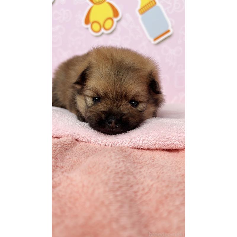 販売中の東京都のポメラニアン-434614の6枚目