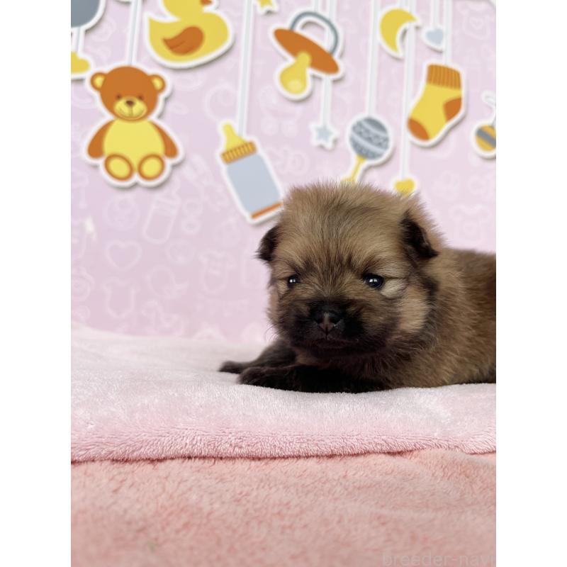 販売中の東京都のポメラニアン-434614の5枚目