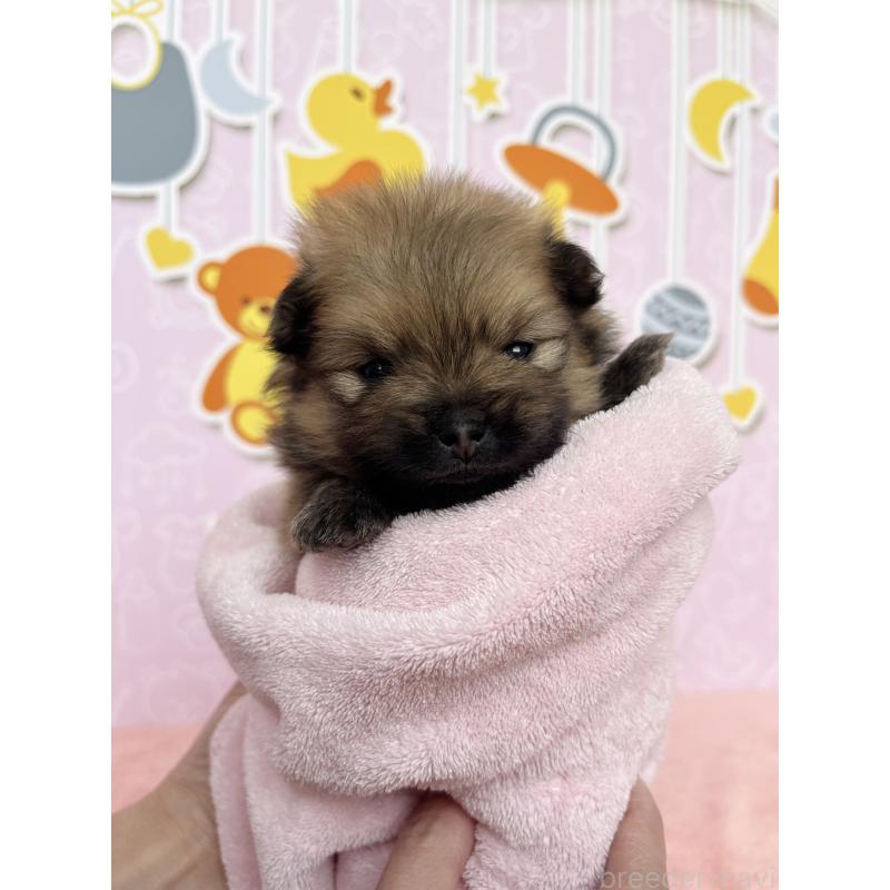 販売中の東京都のポメラニアン-434614の4枚目