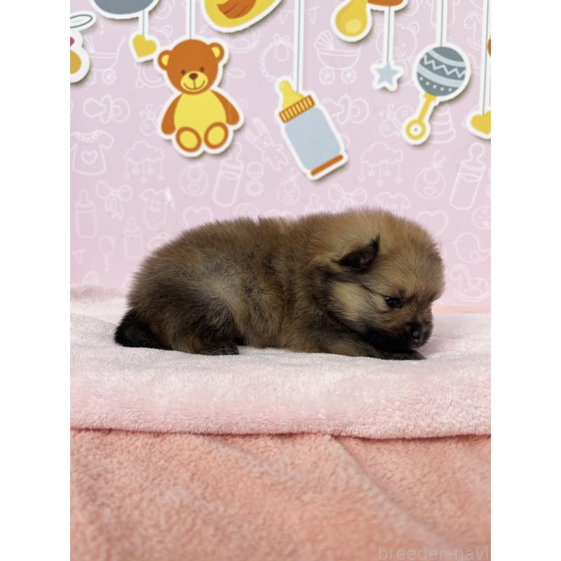販売中の東京都のポメラニアン-434614の3枚目