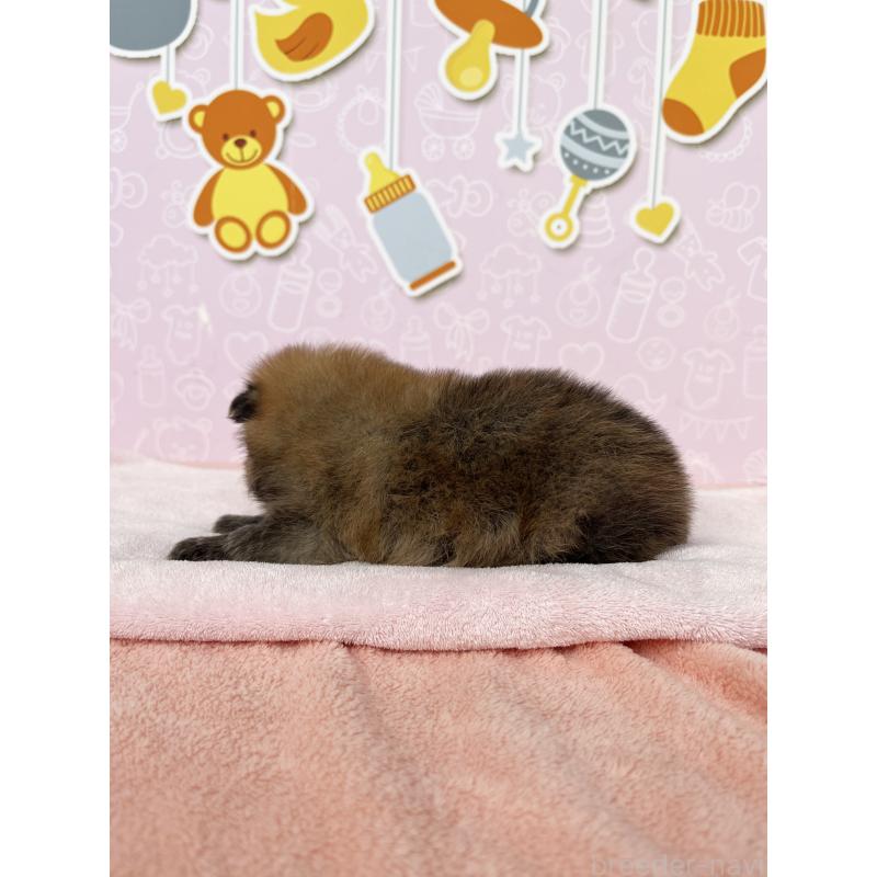 販売中の東京都のポメラニアン-434614の2枚目