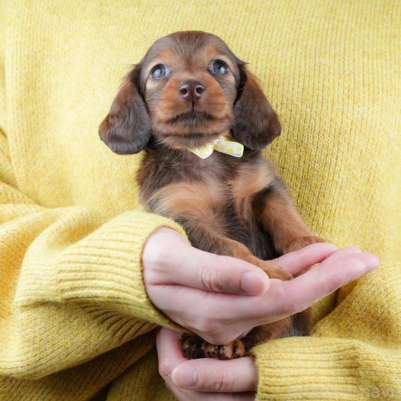 販売中ののミニチュアダックスフンド(ロングヘアード)-434805