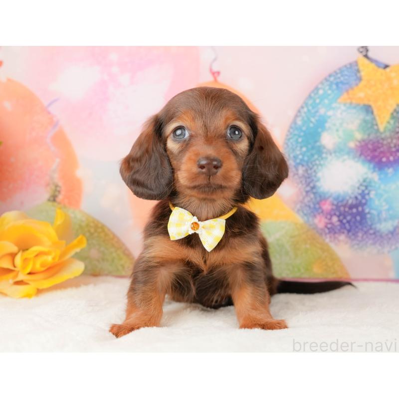 販売中の静岡県のミニチュアダックスフンド(ロングヘアード)-434805の10枚目