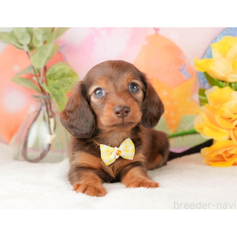 販売中の静岡県のミニチュアダックスフンド(ロングヘアード)-434805の9枚目