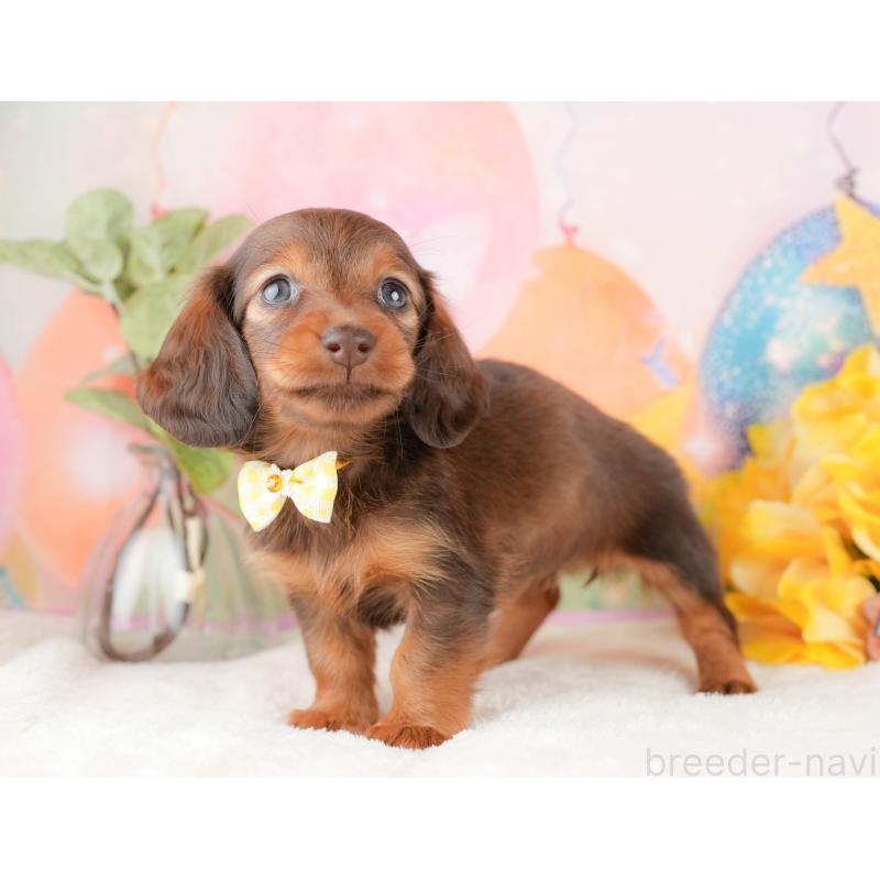 販売中の静岡県のミニチュアダックスフンド(ロングヘアード)-434805の8枚目